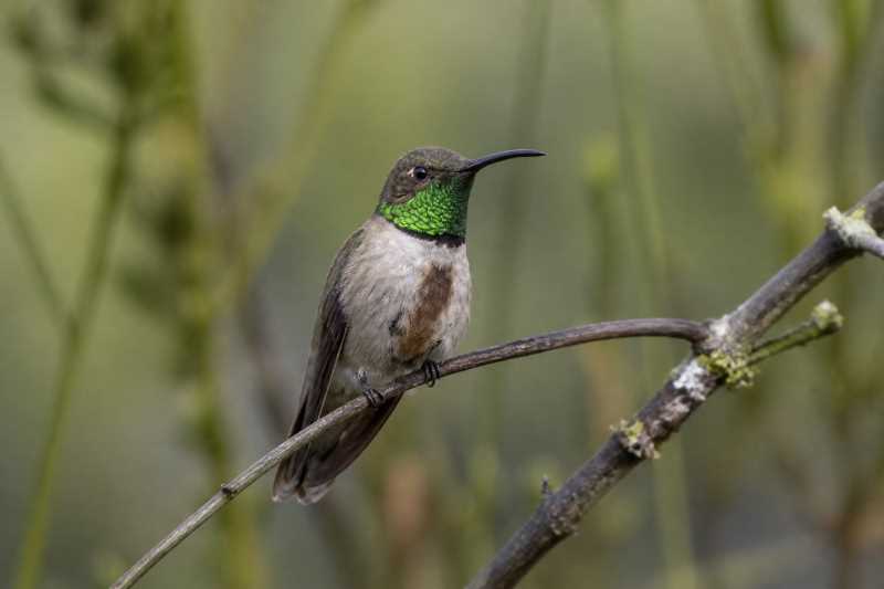 Image of a Andean Hillstar in its natural habitat