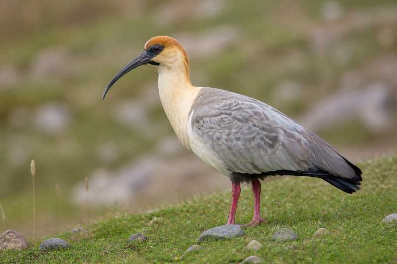 Image of a Andean Ibis in its natural habitat