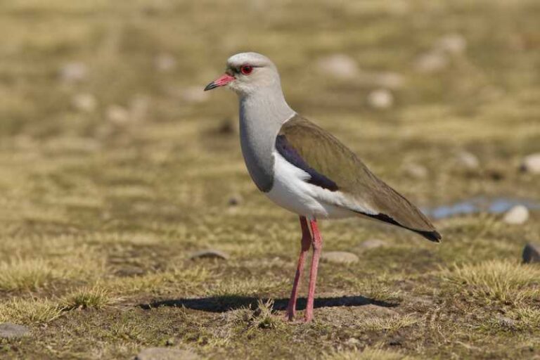 Image of a Andean Lapwing in its natural habitat