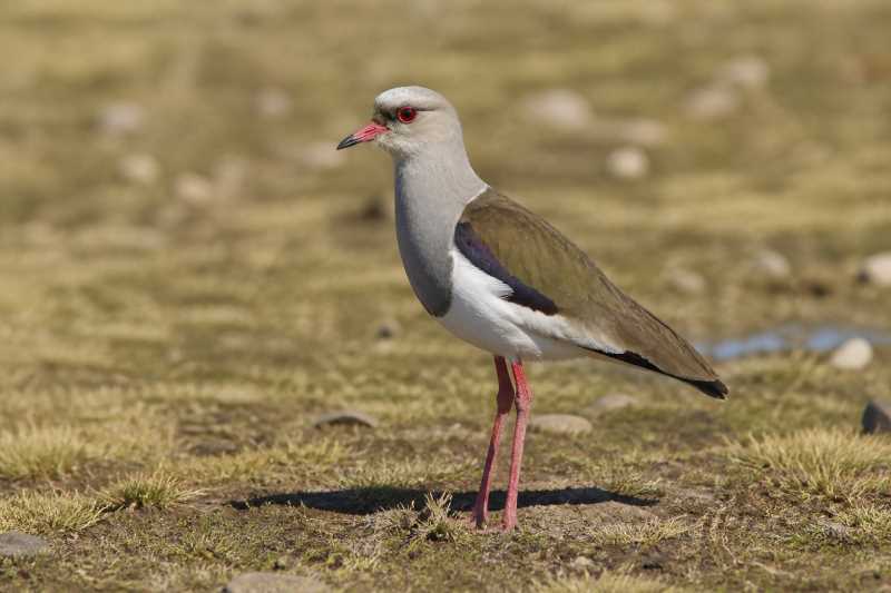 Image of a Andean Lapwing in its natural habitat