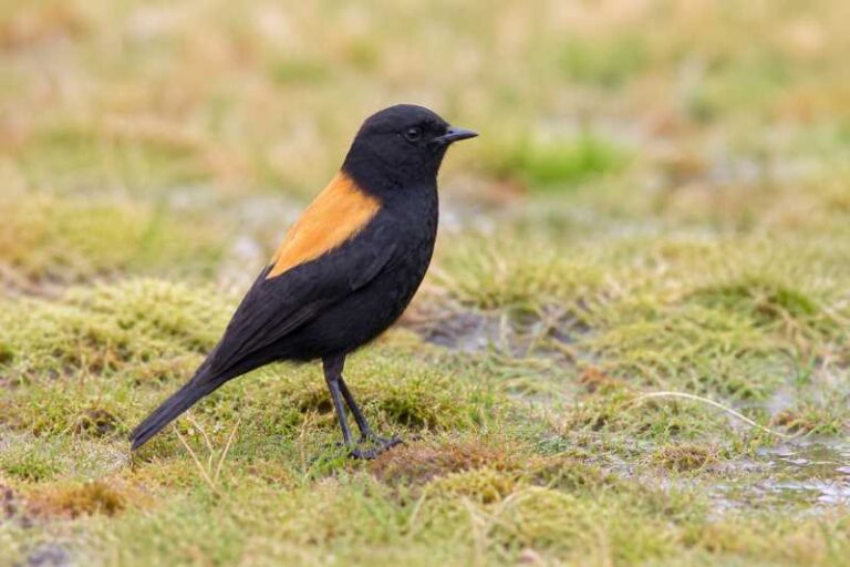 Image of a Andean Negrito in its natural habitat