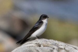 Image of a Andean Swallow in its natural habitat
