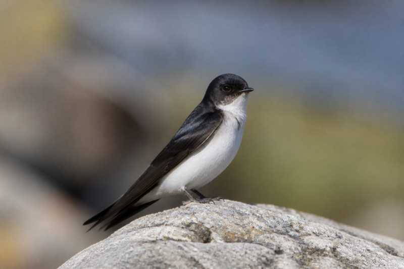 Image of a Andean Swallow in its natural habitat