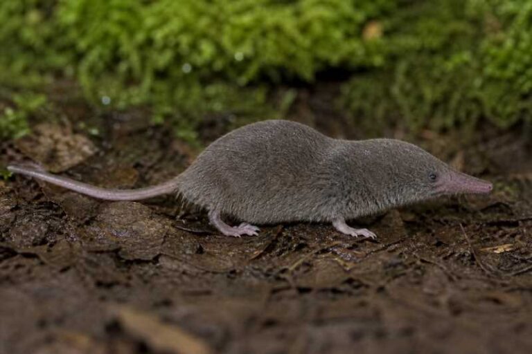 Image of a Anderson's Shrew Mole in its natural habitat