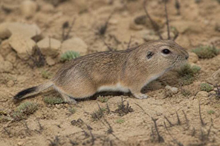 Image of a Anderson's Tuco-tuco in its natural habitat