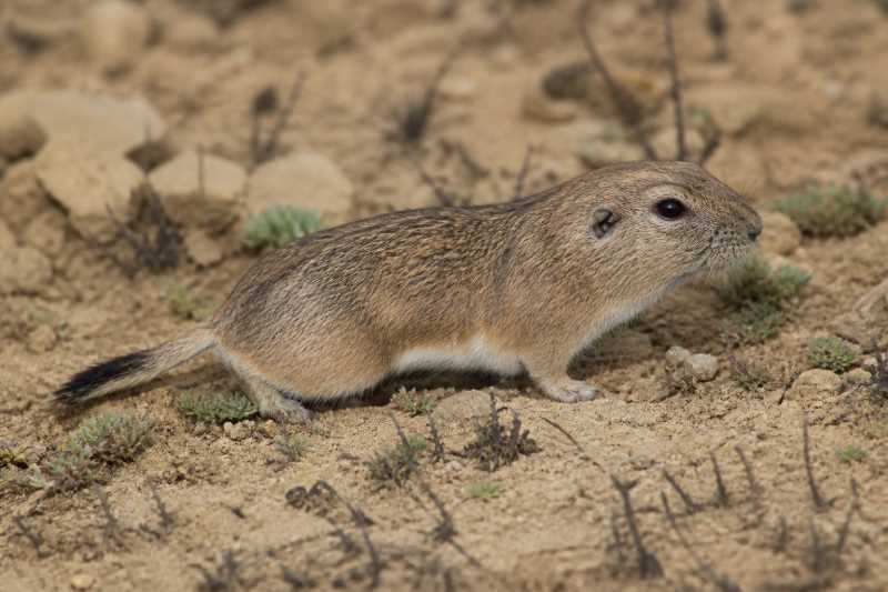 Image of a Anderson's Tuco-tuco in its natural habitat