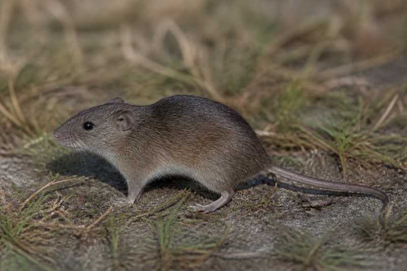 Image of a Angoni Vlei Rat in its natural habitat