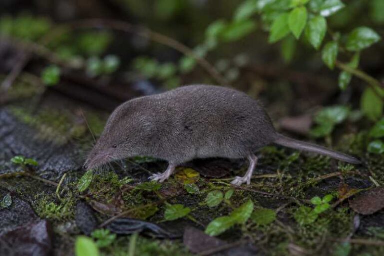 Image of a Anhui Short-tailed Shrew in its natural habitat