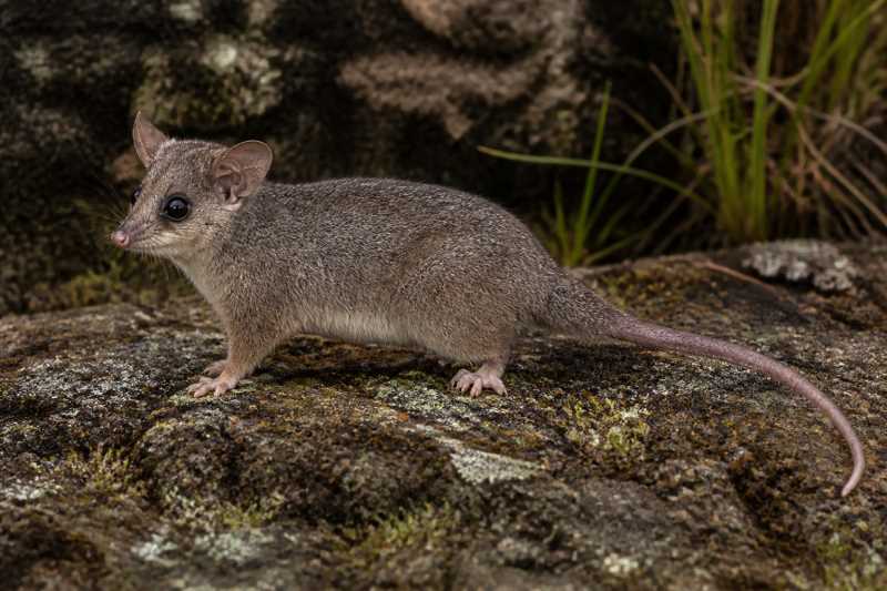 Image of a Anthony's Woolly Mouse Opossum in its natural habitat