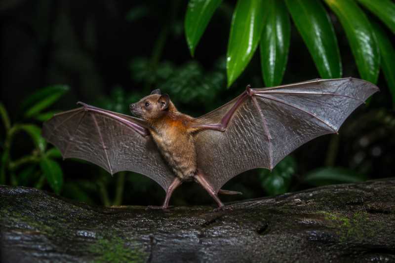 Image of a Antioquian Sac-winged Bat in its natural habitat