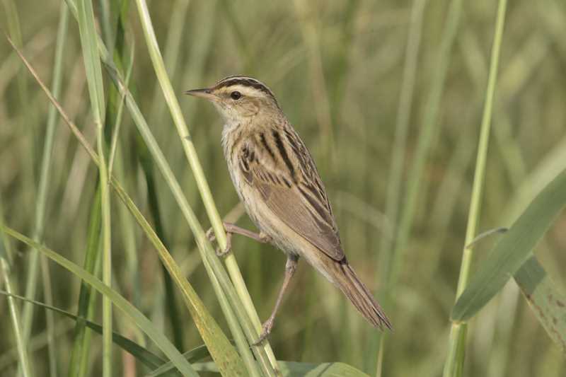 Image of a Aquatic Warbler in its natural habitat