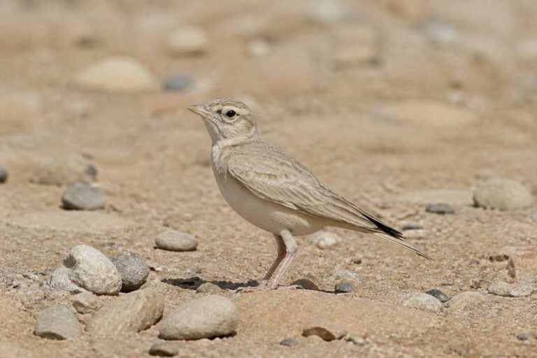 Image of a Arabian Lark in its natural habitat