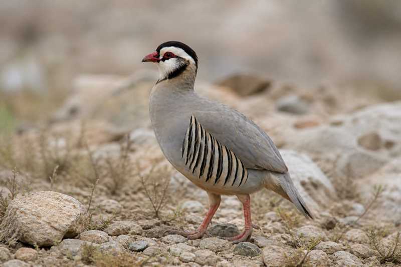 Image of a Arabian Partridge in its natural habitat