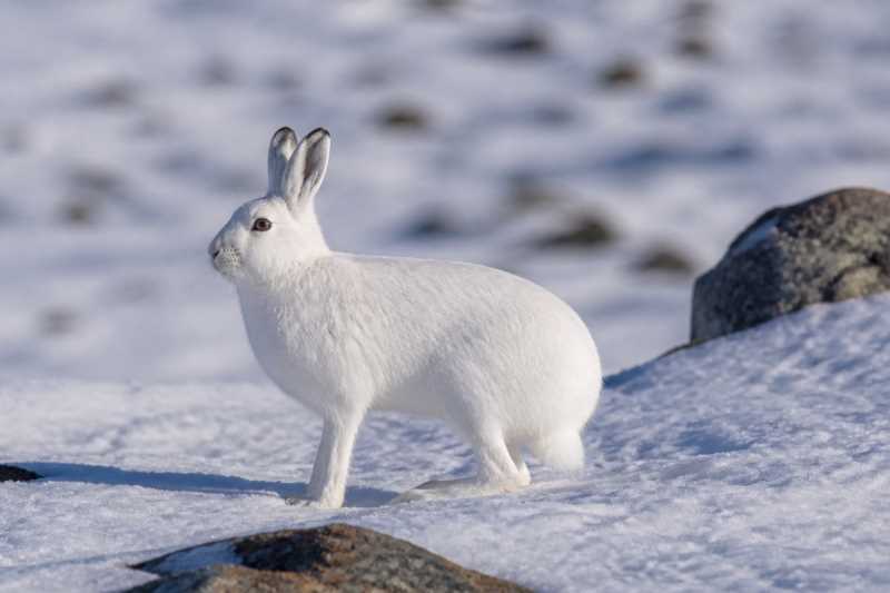 Image of a Arctic Hare in its natural habitat