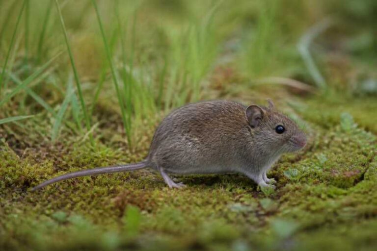 Image of a Arguedas's Grass Mouse in its natural habitat