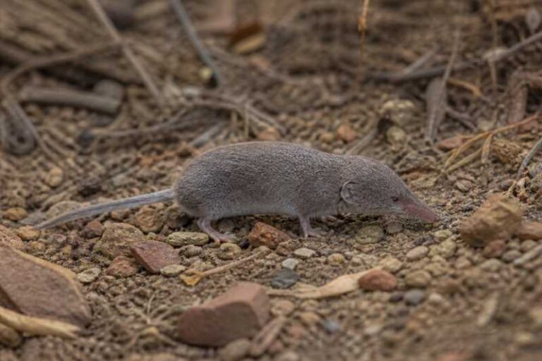 Image of a Arizona Shrew in its natural habitat
