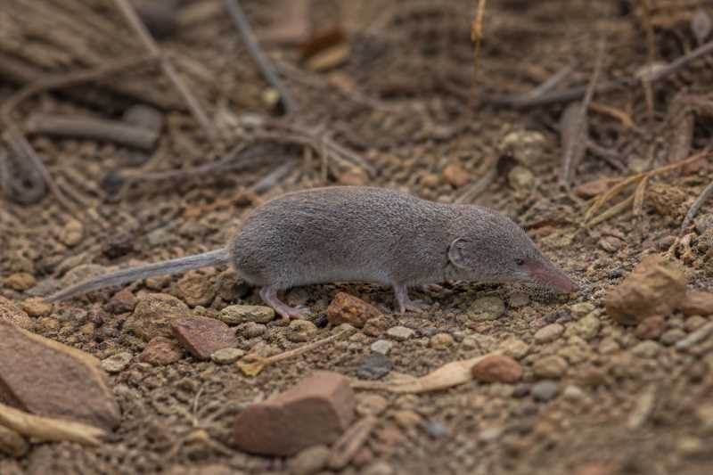 Image of a Arizona Shrew in its natural habitat