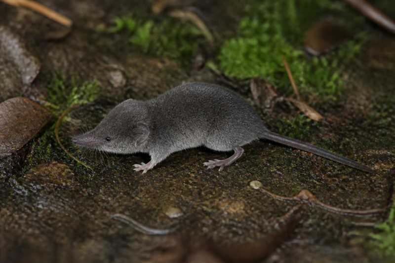 Image of a Aroa Small-eared Shrew in its natural habitat
