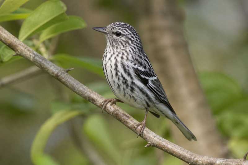 Image of a Arrowhead Warbler in its natural habitat