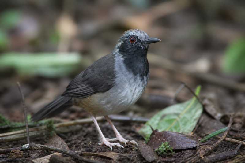 Image of a Ash-breasted Antbird in its natural habitat