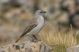 Image of a Ash-breasted Sierra Finch in its natural habitat