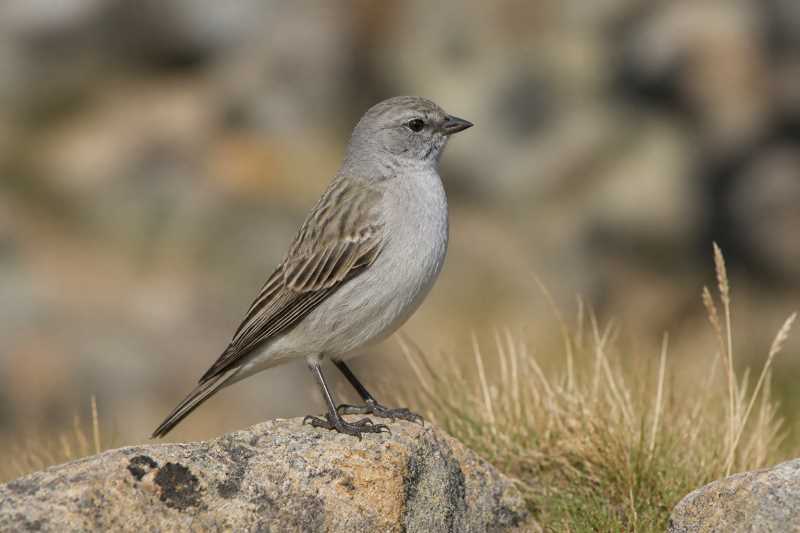 Image of a Ash-breasted Sierra Finch in its natural habitat