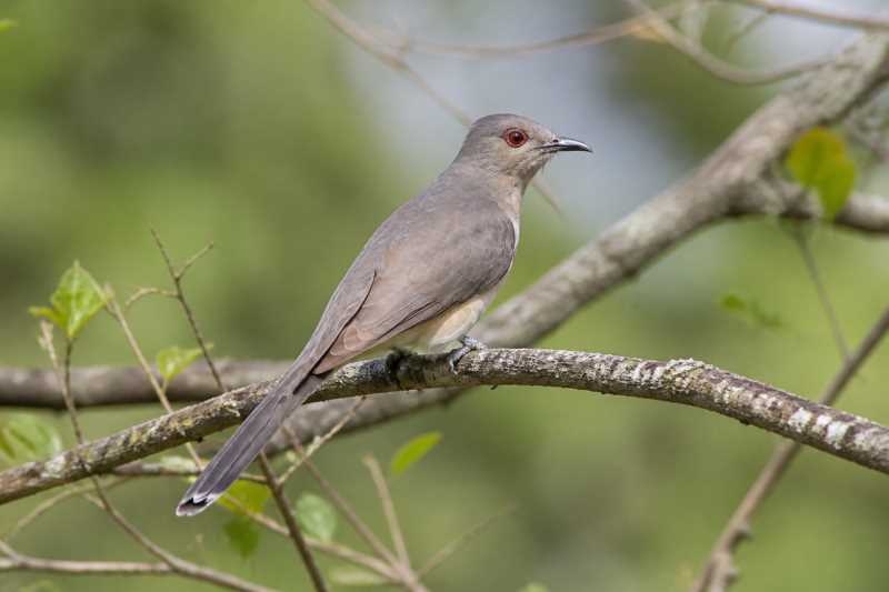 Image of a Ash-colored Cuckoo in its natural habitat