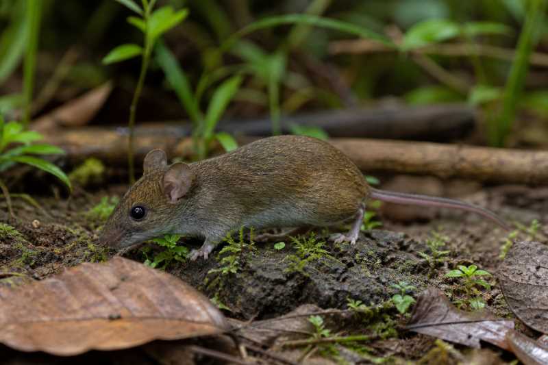 Image of a Ashaninka Oldfield Mouse in its natural habitat