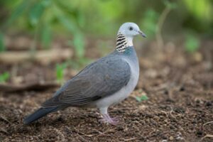 Image of a Ashy Wood Pigeon in its natural habitat