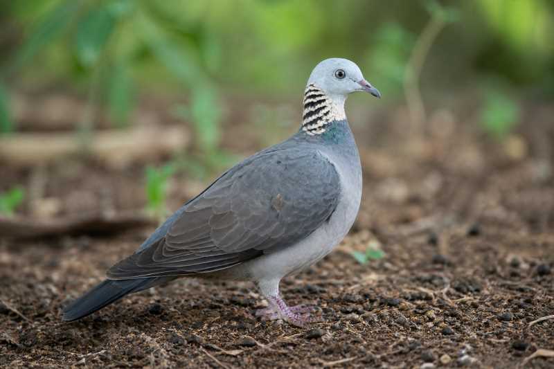 Image of a Ashy Wood Pigeon in its natural habitat