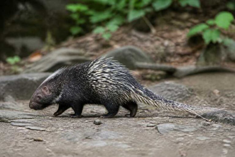 Image of a Asian Long-tailed Porcupine in its natural habitat
