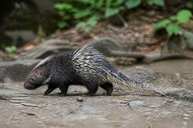 Image of a Asian Long-tailed Porcupine in its natural habitat