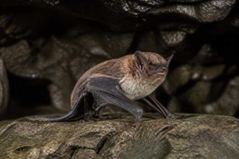 Image of a Asian Particolored Bat in its natural habitat