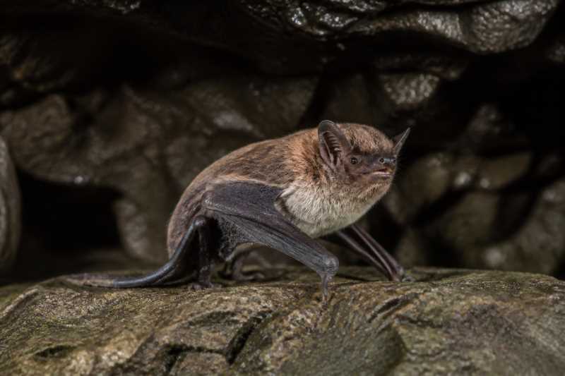 Image of a Asian Particolored Bat in its natural habitat