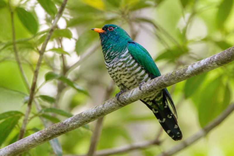 Image of a Asian Emerald Cuckoo in its natural habitat