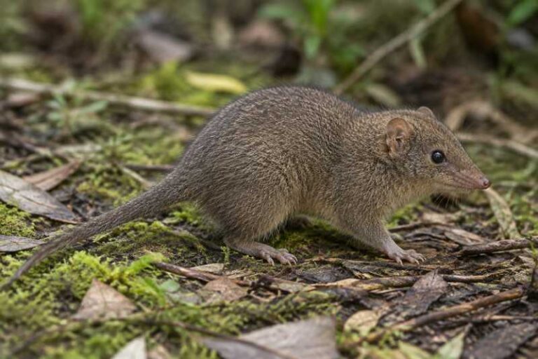 Image of a Atherton Antechinus in its natural habitat