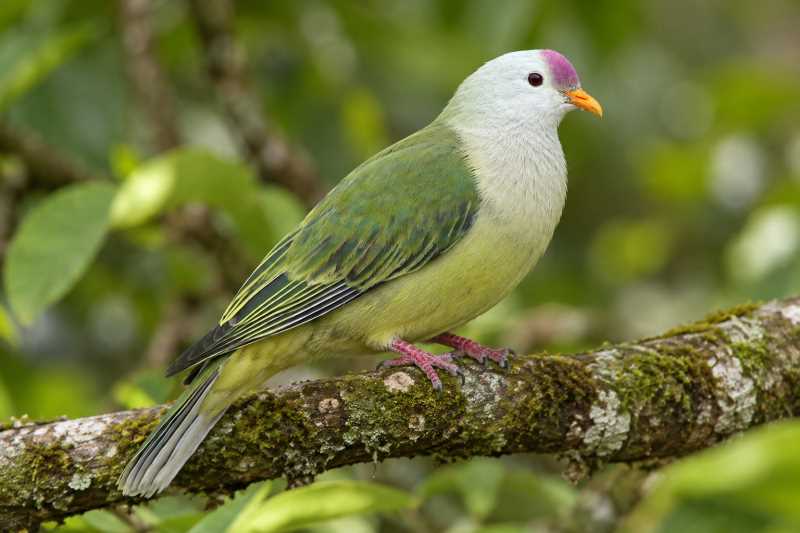 Image of a Atoll Fruit Dove in its natural habitat
