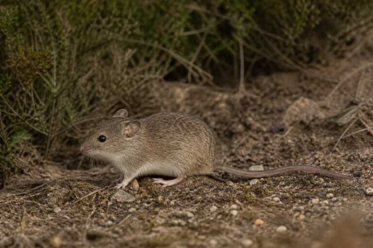 Image of a Austral Oldfield Mouse in its natural habitat