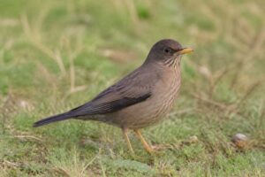 Image of a Austral Thrush in its natural habitat