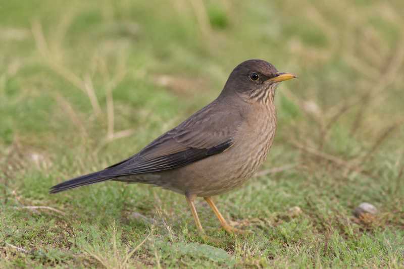 Image of a Austral Thrush in its natural habitat