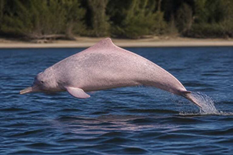 Image of a Australian Humpback Dolphin in its natural habitat