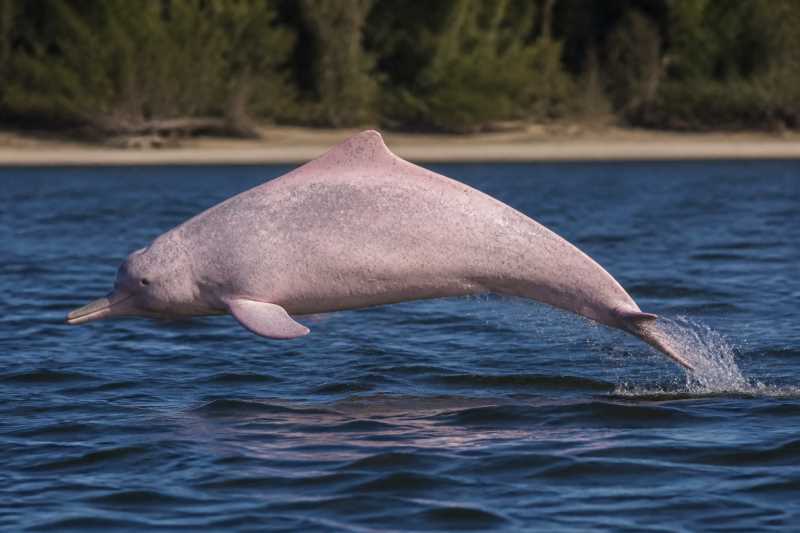 Image of a Australian Humpback Dolphin in its natural habitat