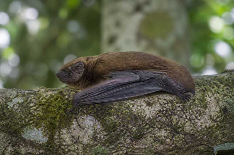 Image of a Azores Noctule in its natural habitat