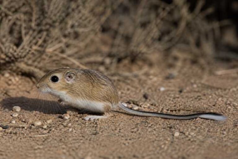 Image of a Bailey's Pocket Mouse in its natural habitat