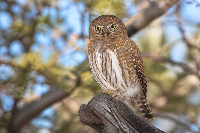 Image of a Baja Pygmy Owl in its natural habitat
