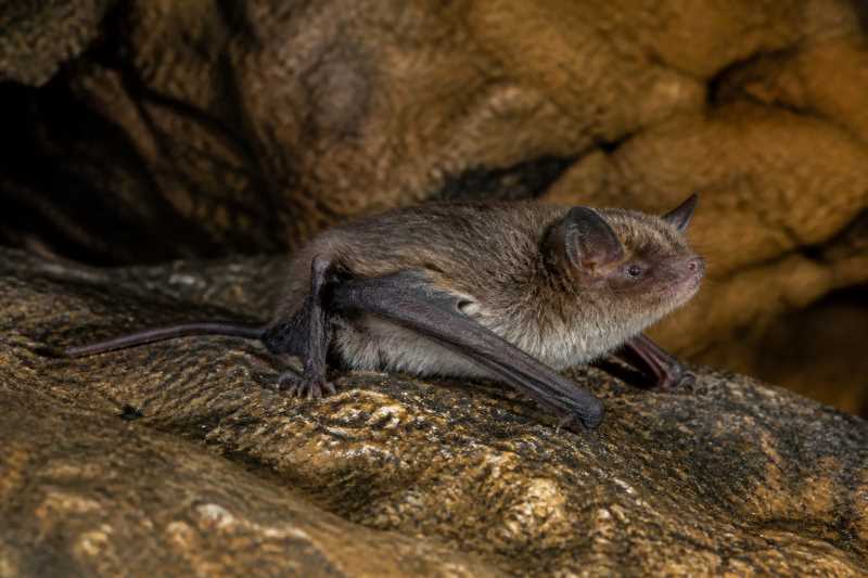 Image of a Baker's Myotis in its natural habitat