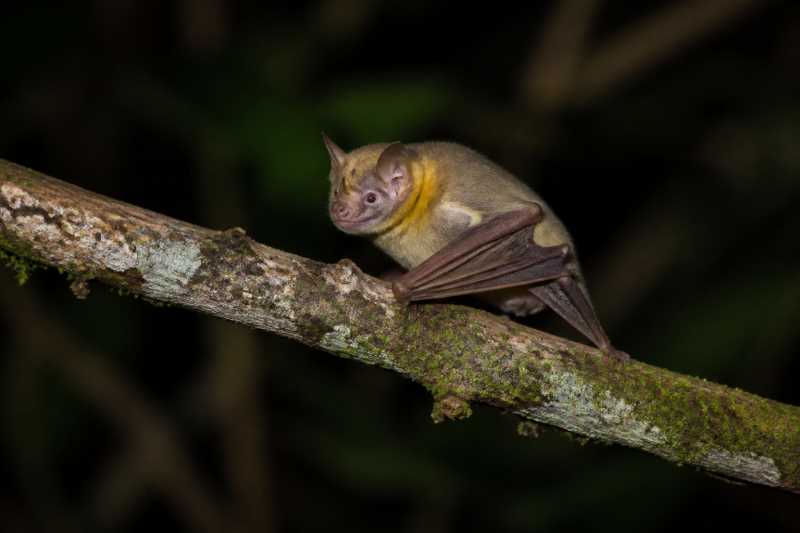 Image of a Baker's Yellow-shouldered Bat in its natural habitat