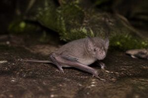 Image of a Bala Tube-nosed Bat in its natural habitat
