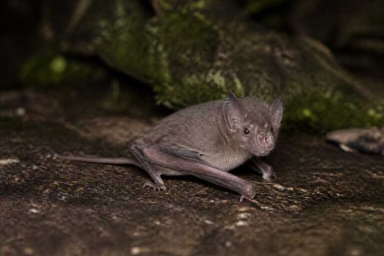 Image of a Bala Tube-nosed Bat in its natural habitat