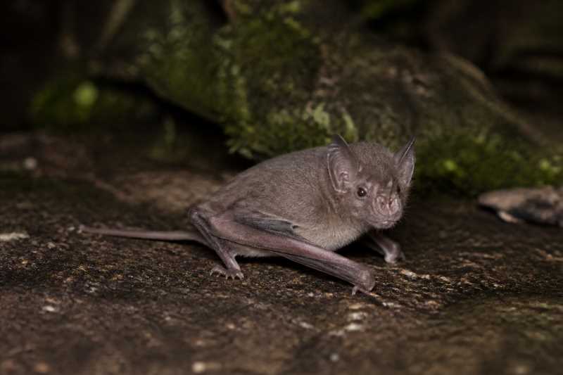 Image of a Bala Tube-nosed Bat in its natural habitat